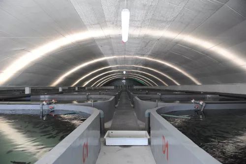 3條海魚10年增值300億，工業(yè)化養(yǎng)殖模式引領(lǐng)海水養(yǎng)殖新變革